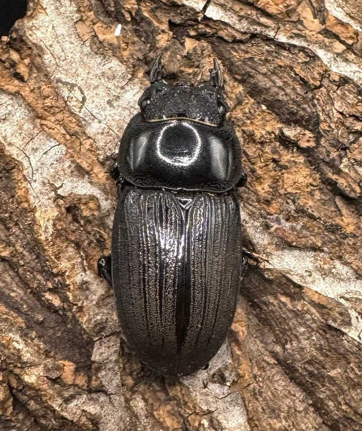 【WD】《ジャワパリーオオクワ 70mm ペア》