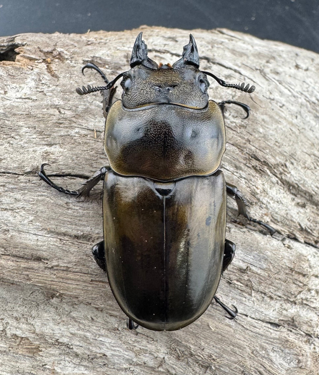 【F0】《ローゼンベルグオウゴンオニクワガタ 50mm ♀単》
