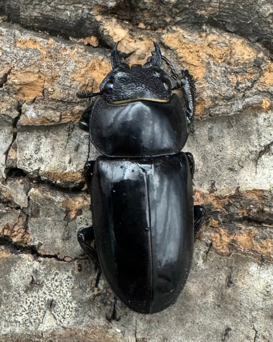 【WD】《ルマウィノコギリ  55.5mm ペア》