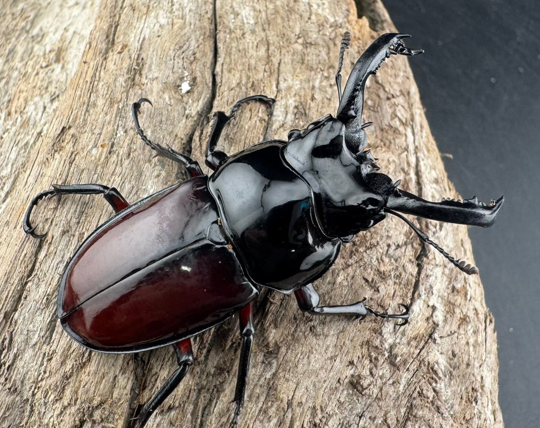 【WD】《オーベルチュールクロツヤシカ 51mm ペア》