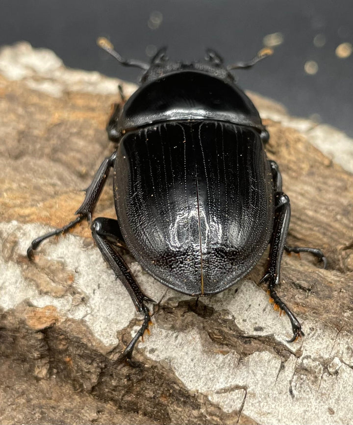 《ホペイオオクワガタ SL血統 73mm ペア》