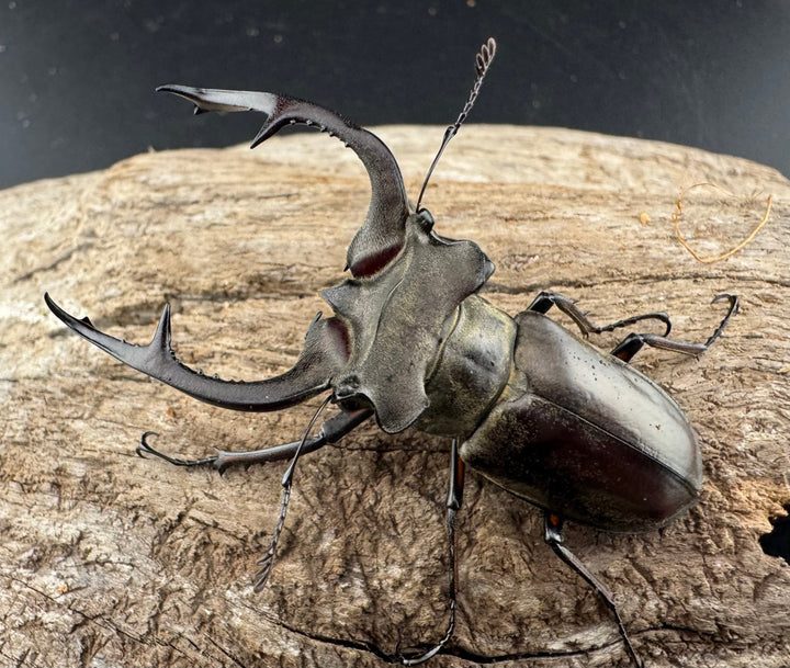 【WD】《クラーツミヤマ原名亜種 58.5mm ペア》