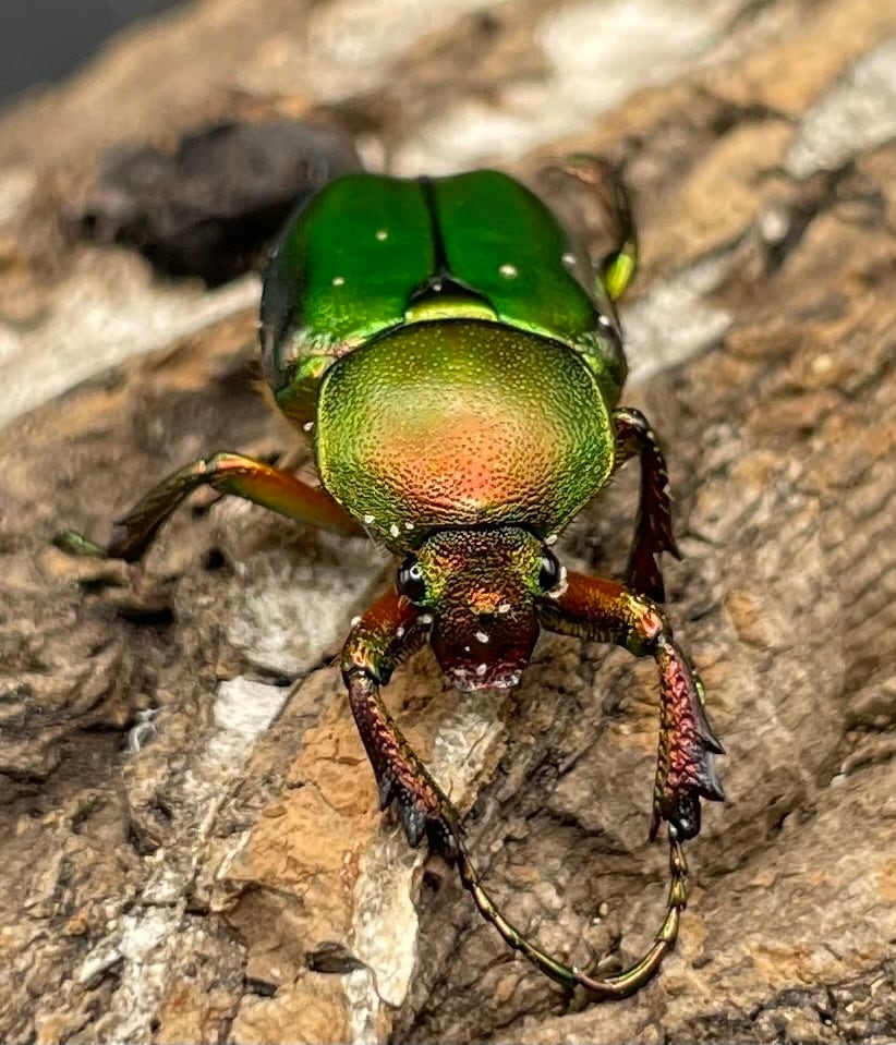 【WD】美麗種《ロドリゲスヒメカブトハナムグリ 32mm ペア》