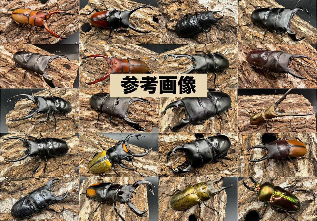 【コーカサス確定】ハロウィンお得箱 19,800