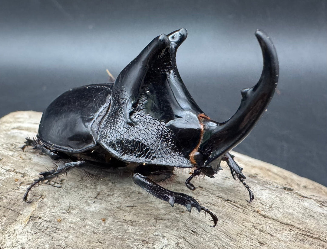 【WD】《オオツノメンガタカブト 南カリマンタン産 58mm ♂単》