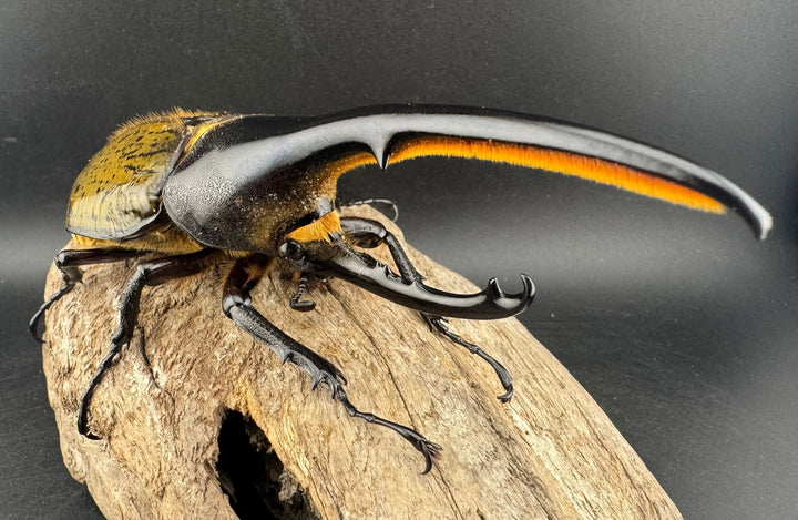 《ヘラクレス・ヘラクレス 134mm ペア》