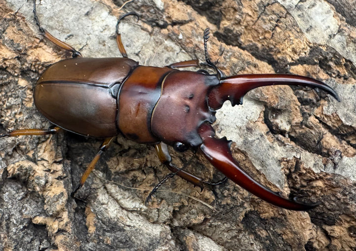 【WF3】《アスタコイデスノコギリ亜種ミズヌマイ 52mm ペア》