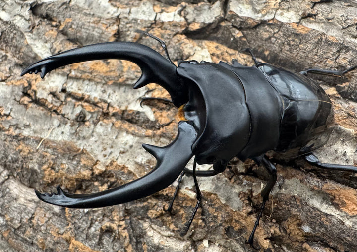 【WF1】《インターメディアツヤクワガタ 94mm ペア》