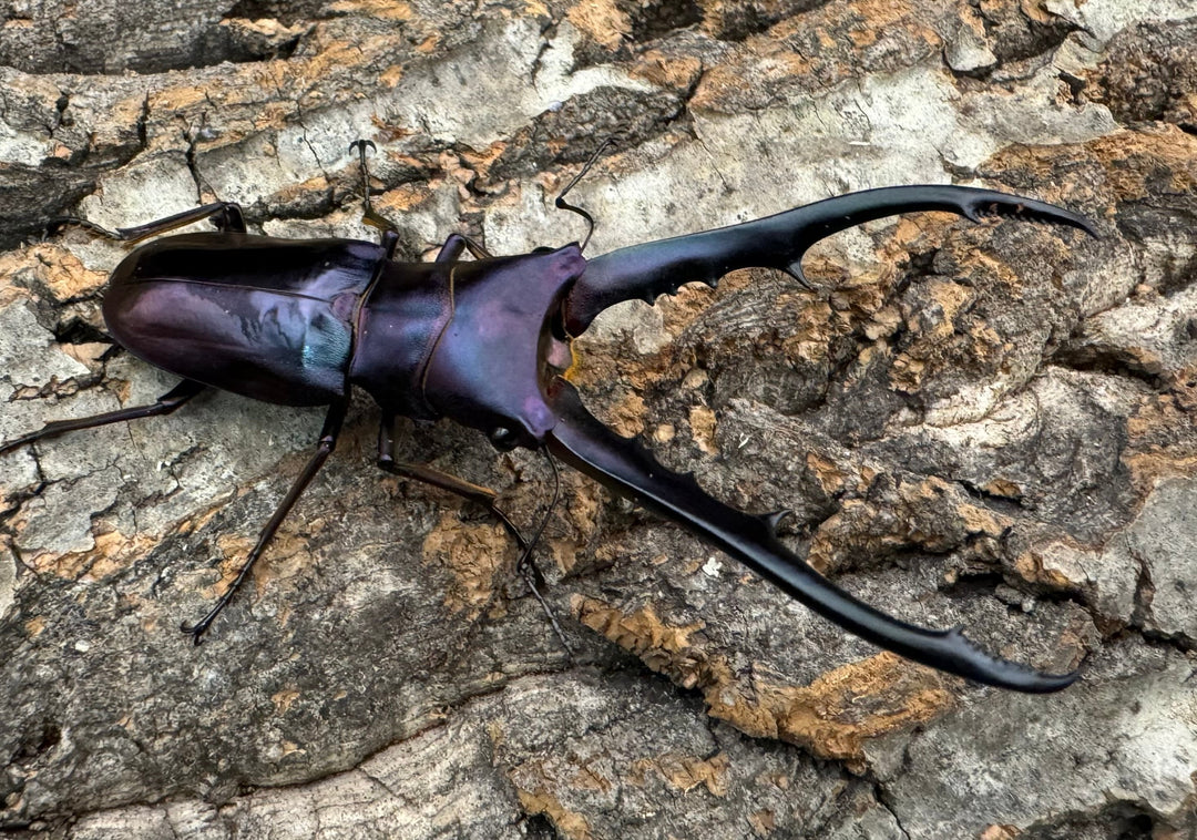 【美麗】即ブリ《メタリフェルホソアカ 69mm ペア》わたくわ氏ブリード個体