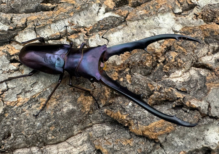 【美麗】即ブリ《メタリフェルホソアカ 69mm ペア》わたくわ氏ブリード個体