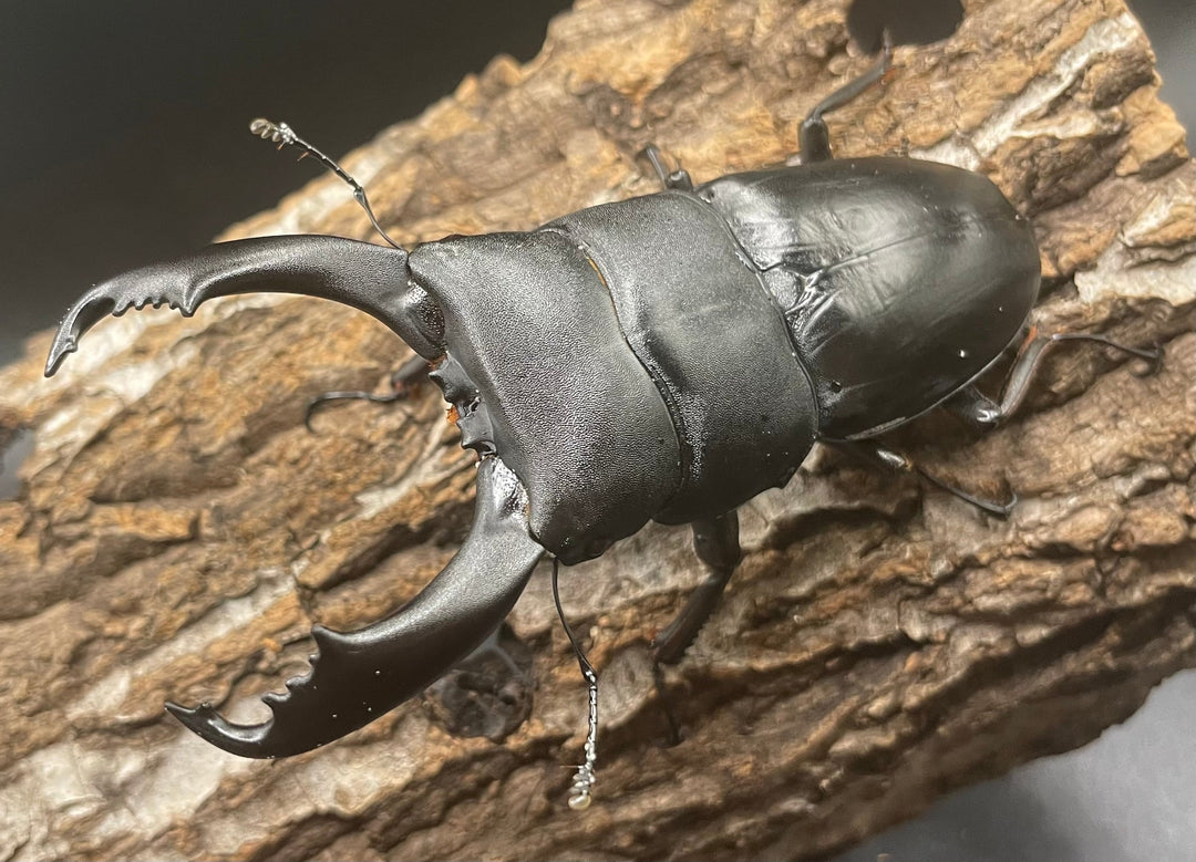 【WD】大型《南カマリネスヒラタ 93mm ペア》