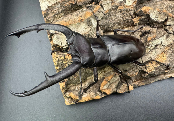 【WD】《マンディブラリスフタマタ 91.5mm ペア》