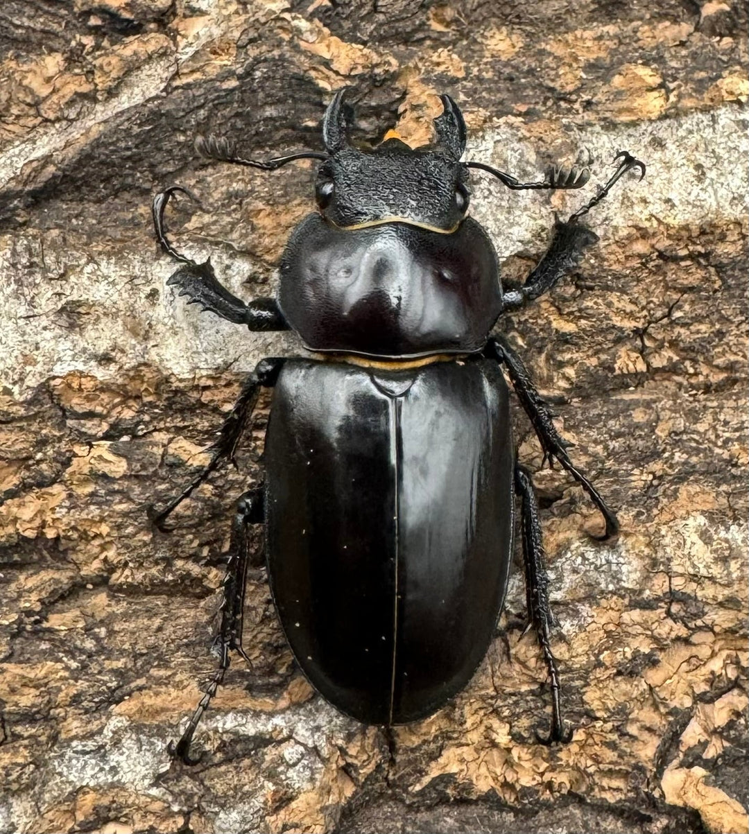 【WD】《プラネットミヤマ 73mm ペア》