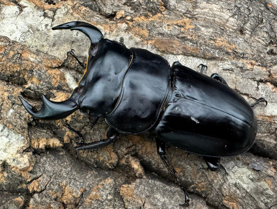 《インドアンタエウス タイガーヒル産 70mm ペア》