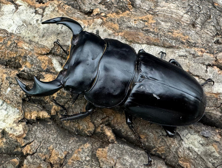 《インドアンタエウス タイガーヒル産 70mm ペア》