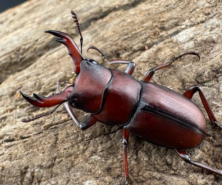 【WD】《ヨンレンセスジ 23mm ペア》