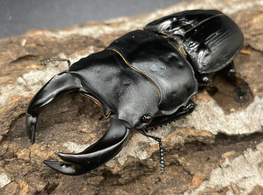 《ホペイオオクワガタ OMG血統 73mm ペア B品》