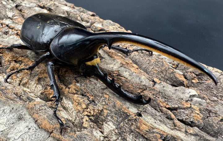 《ヘラクレス・ヘラクレス 122mm ペア》