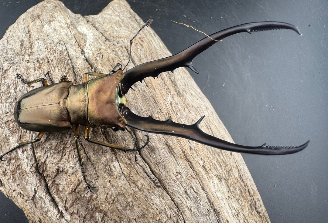 【WD】《メタリフェルホソアカ亜種finae 91mm ペア》