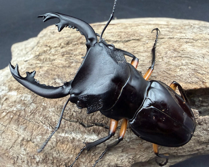 【WD】《インペリアリスツヤ亜種komorii トゥルスマリア産 64.5mm ペア》