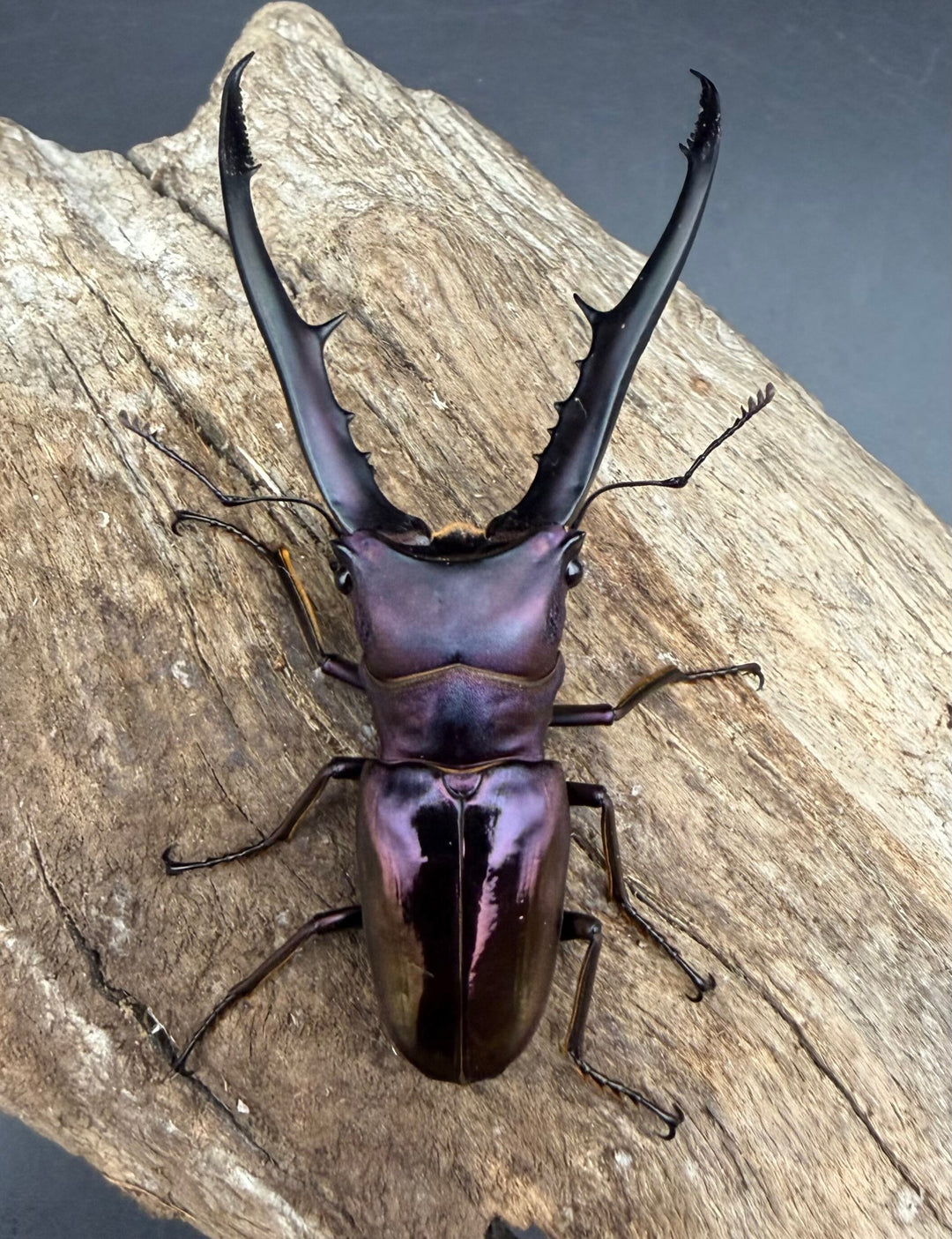 《メタリフェルホソアカ亜種フィナエ パープル系 73mm ペア》