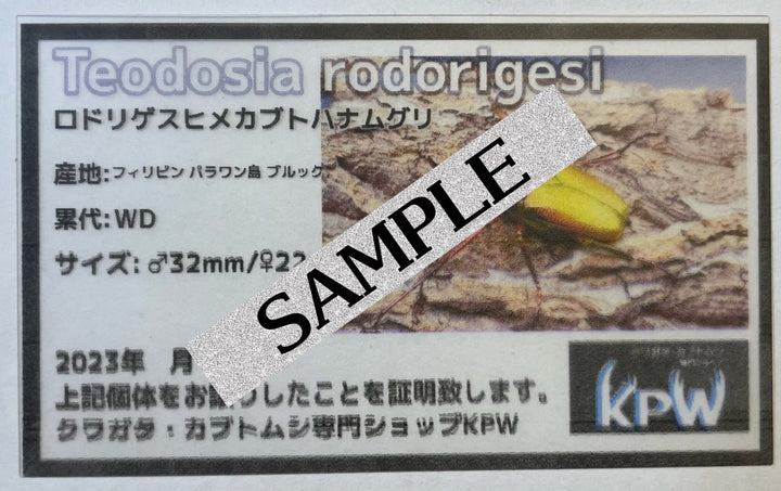 【WD】美麗種《ロドリゲスヒメカブトハナムグリ 32mm ペア》