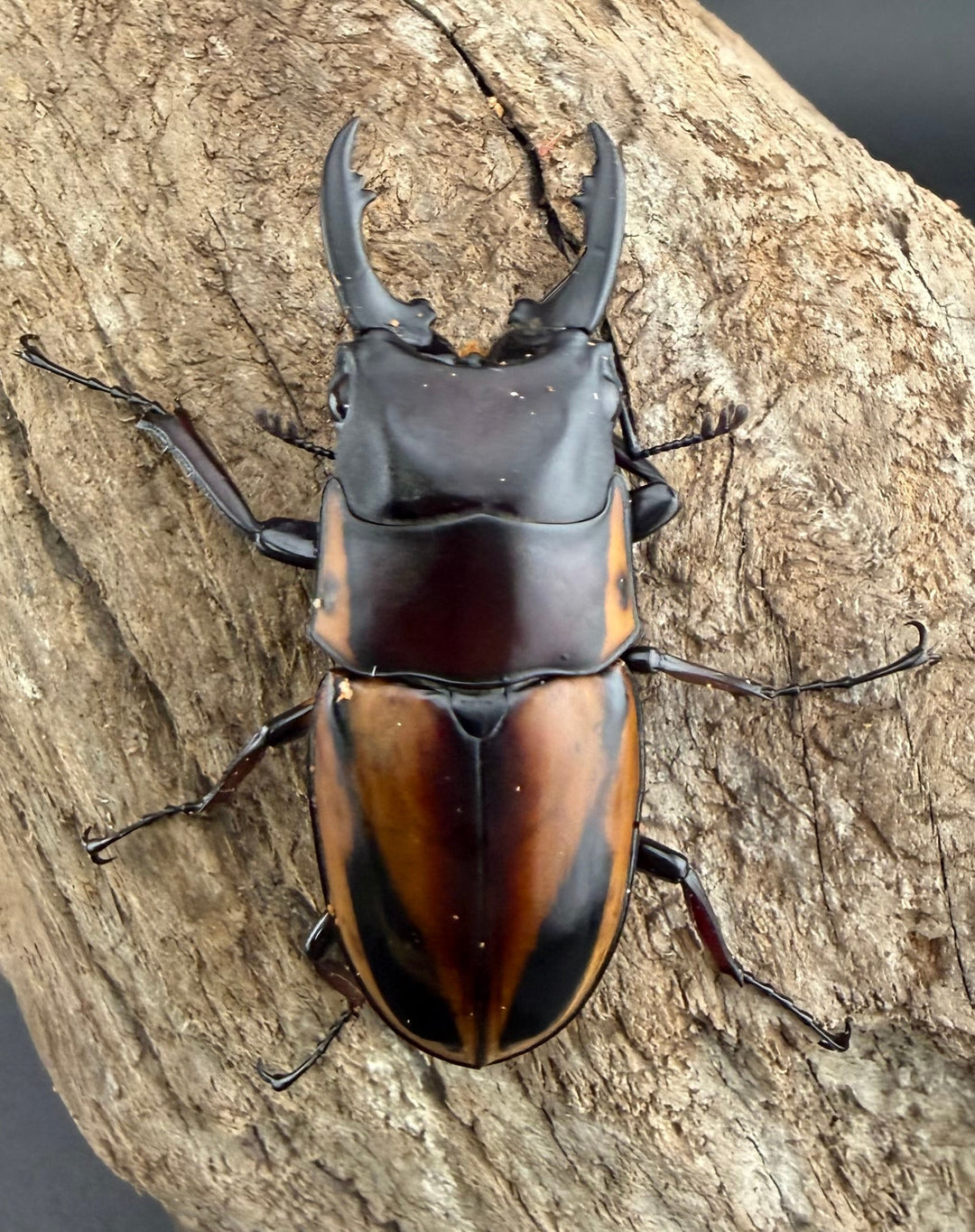 【WD】《ファブリースノコギリ原名亜種 51mmm ペア》