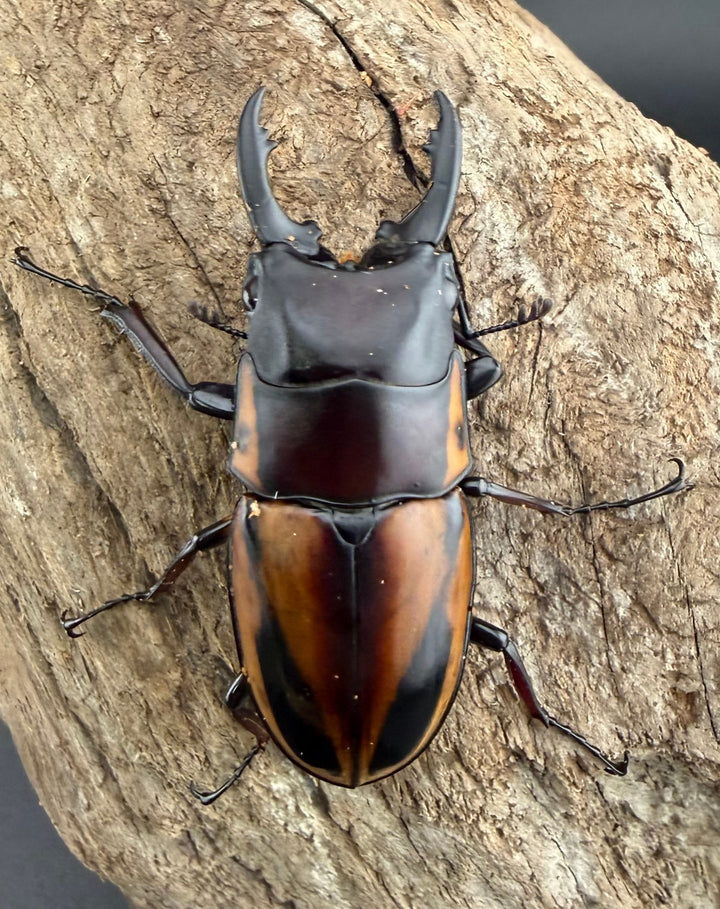 【WD】《ファブリースノコギリ原名亜種 51mmm ペア》