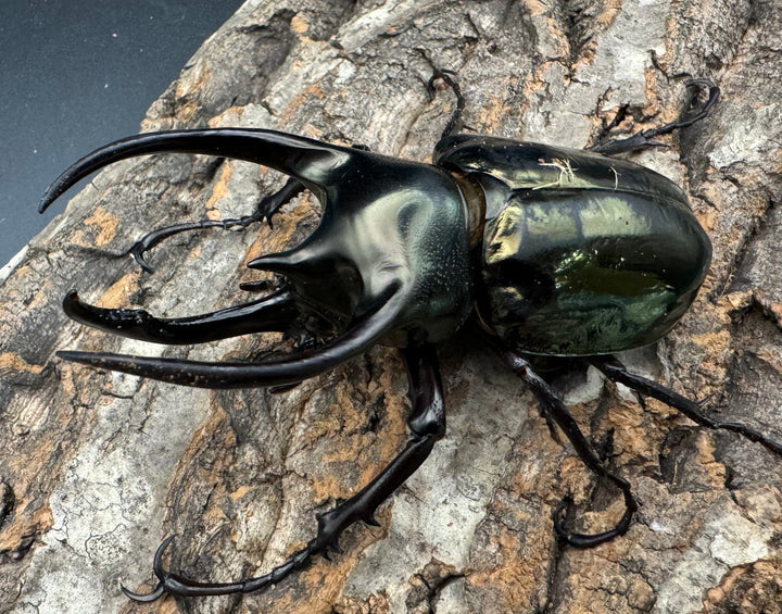 【WD】《ミンダナオアトラスオオカブト 94mm ペア》