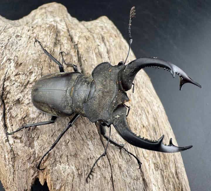 【WD】《ノビリスミヤマ 61mm ペア》