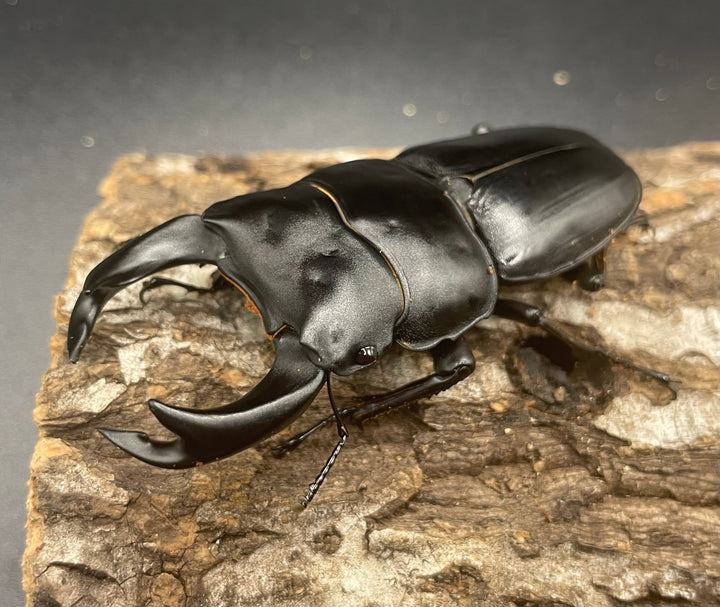 《ホペイオオクワガタ G70血統 74mm ペア》