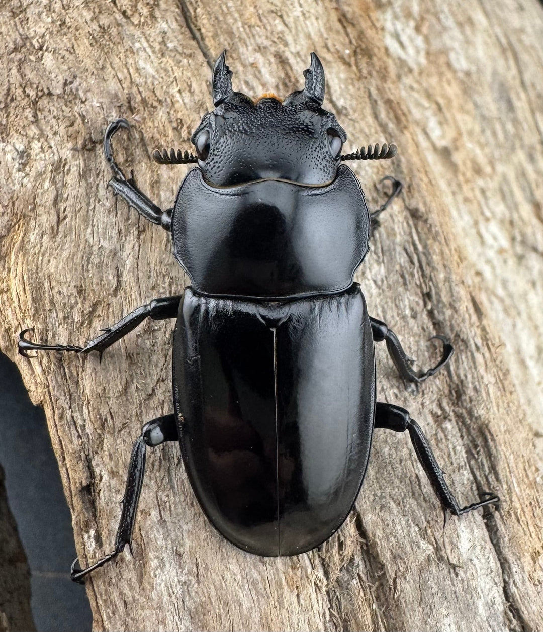 【WD】《メルキオリティスフタマタ 66mm ペア》