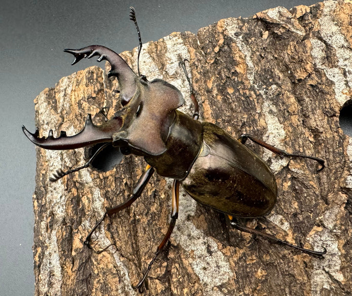 【WF1】《ミヤマクワガタ 滋賀産 ペア》