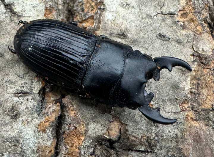 【WD】《フィリピンネブト原名亜種 Free ペア》