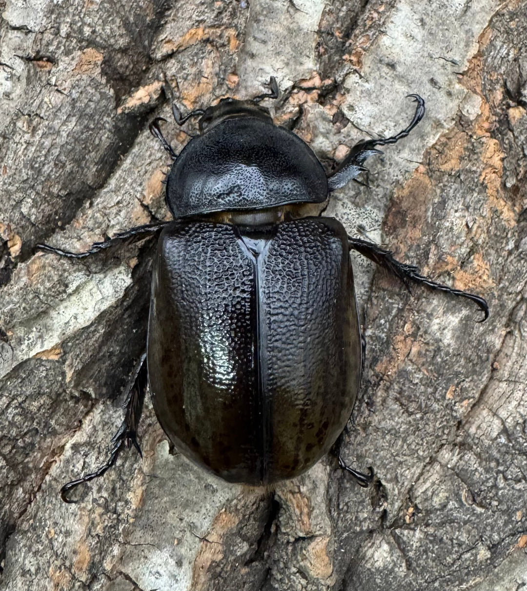 【WF2】《モロンオオカブト 63mm ペア》