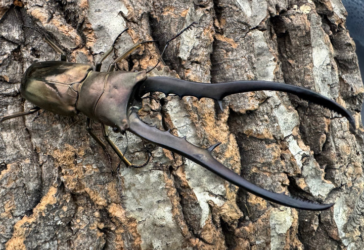 【WD】《メタリフェルホソアカ亜種finae 87mm A’品ペア》