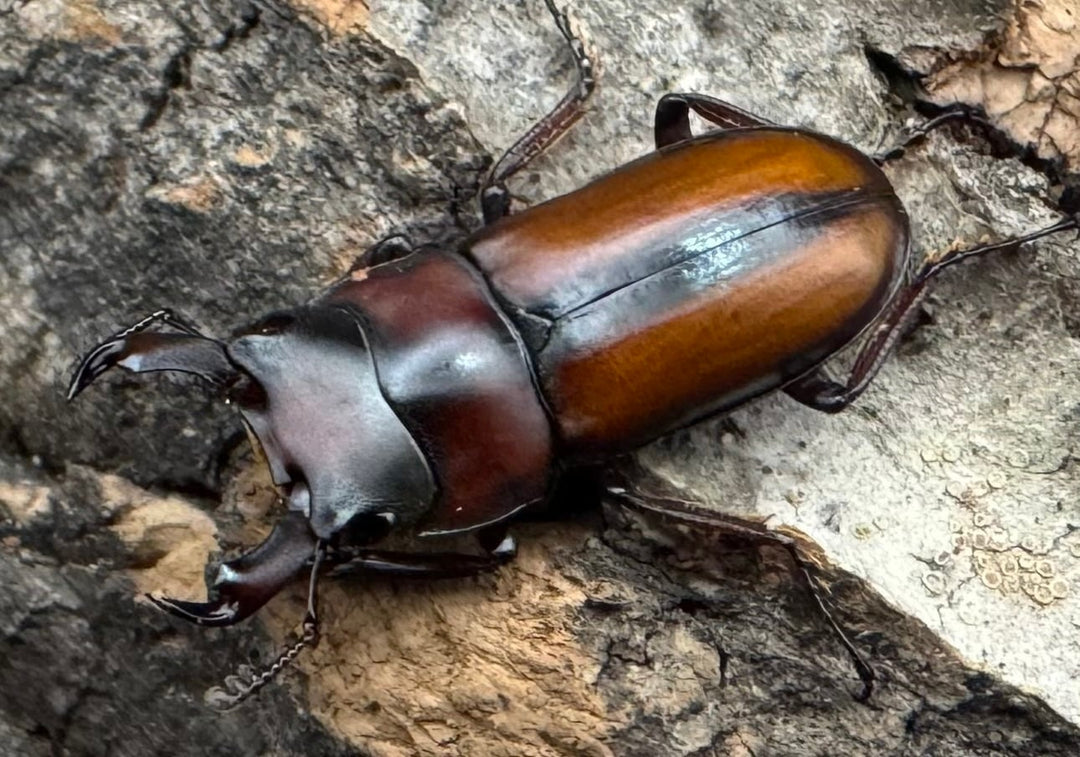 【WD】《エレガントゥルスコクワ原名亜種 Free ペア》