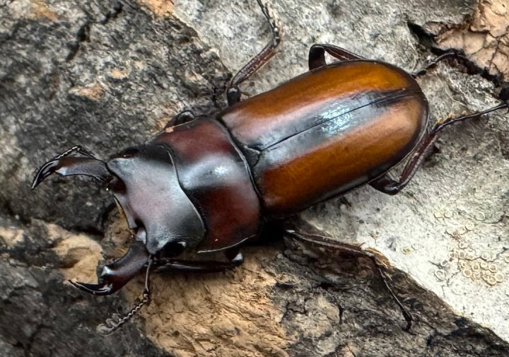 【WD】《エレガントゥルスコクワ原名亜種 Free ペア》