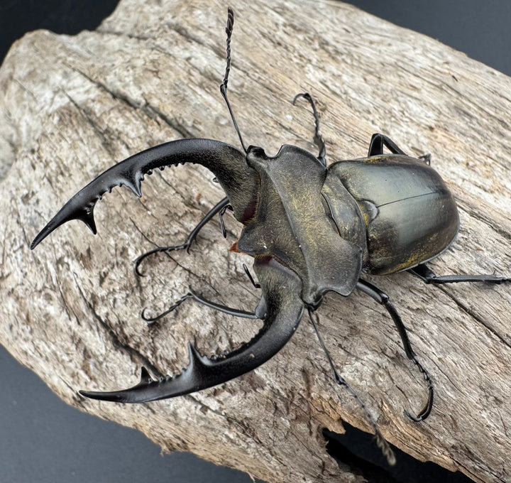 【WD】《ノビリスミヤマ 63mm ペア》