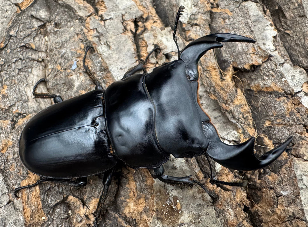 《マレーアンタエウス ドルクスマンB血統 74mm ペア》