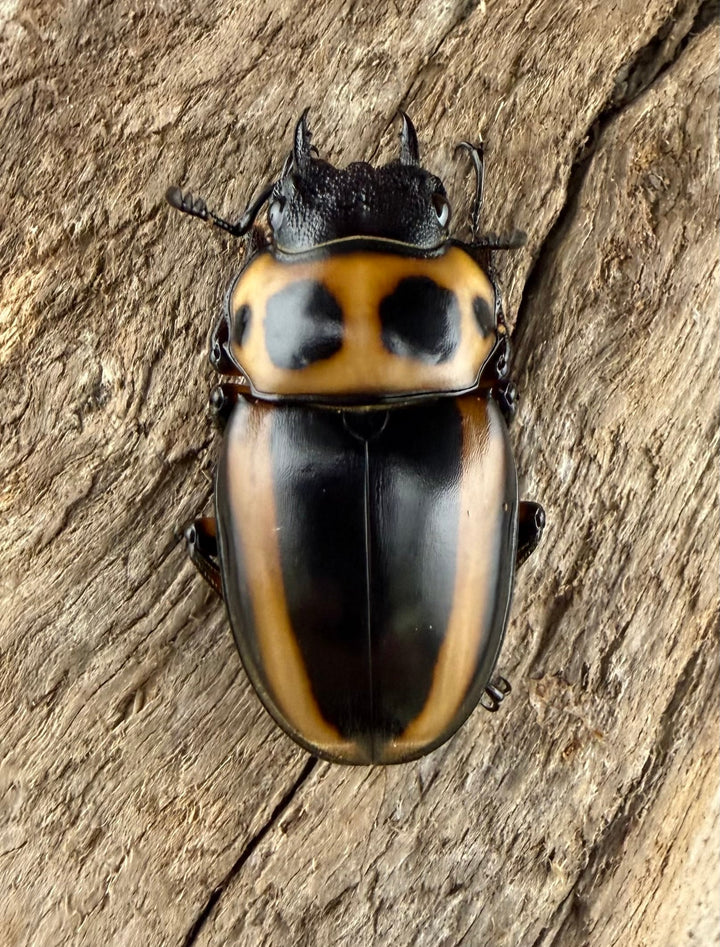 【WF1】《メリーメンガタクワガタ 37.5mm ペア》