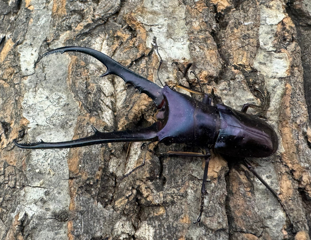 【美麗】《メタリフェルホソアカ 77mm ペア》わたくわ氏ブリード個体