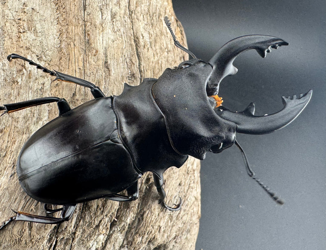 【WD】《ミンダナオアルケスツヤクワガタ 76.5mm ペア》