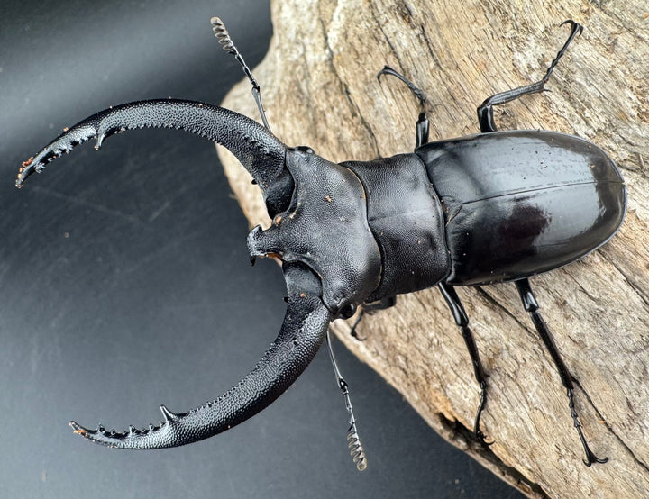 【WD】《リノケロスフタマタ 82mm ペア》