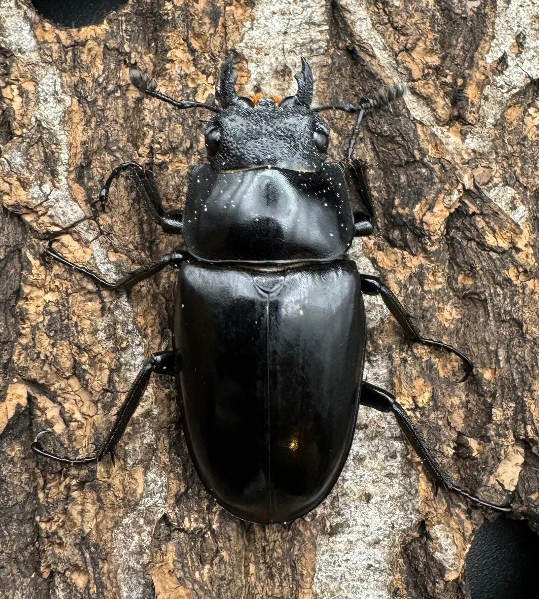 【WD】《ギラファノコギリ亜種ケイスケ 105mm ペア》