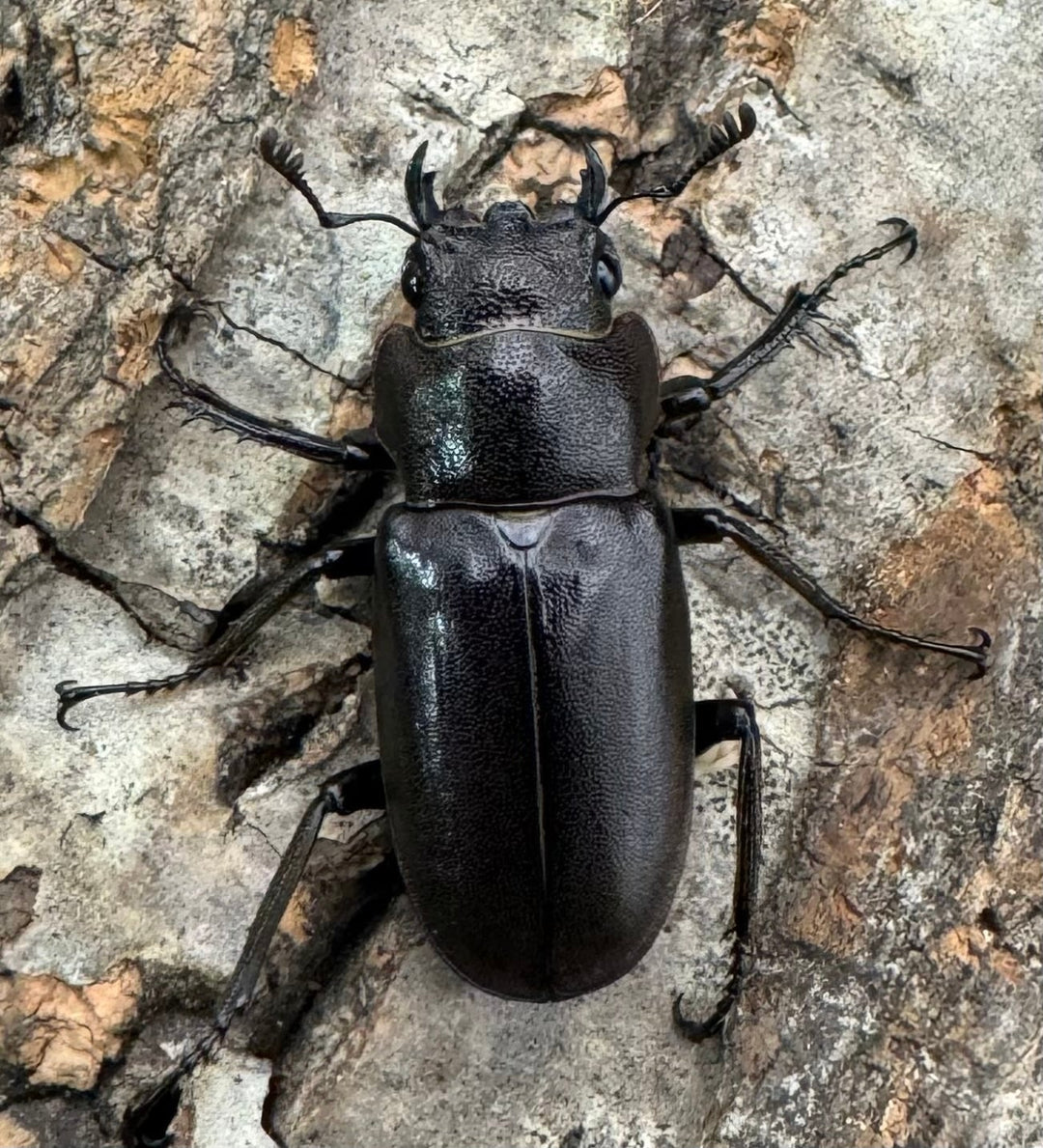 【美麗】《メタリフェルホソアカ 85mm ペア》セルヴォラン氏ブリード個体