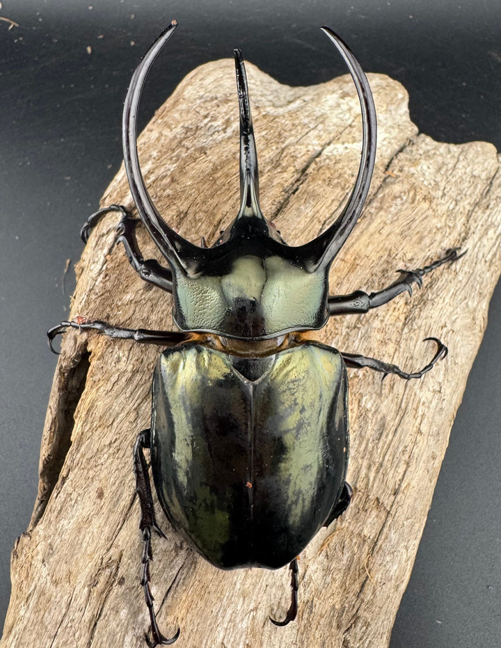 【WD】《ミンダナオアトラスオオカブト マラグサン産 94mm ペア》