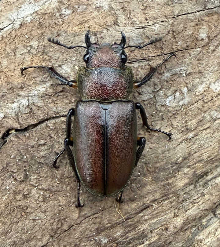 《メタリフェルホソアカ亜種サンギレンシス 68.5mm ペア》