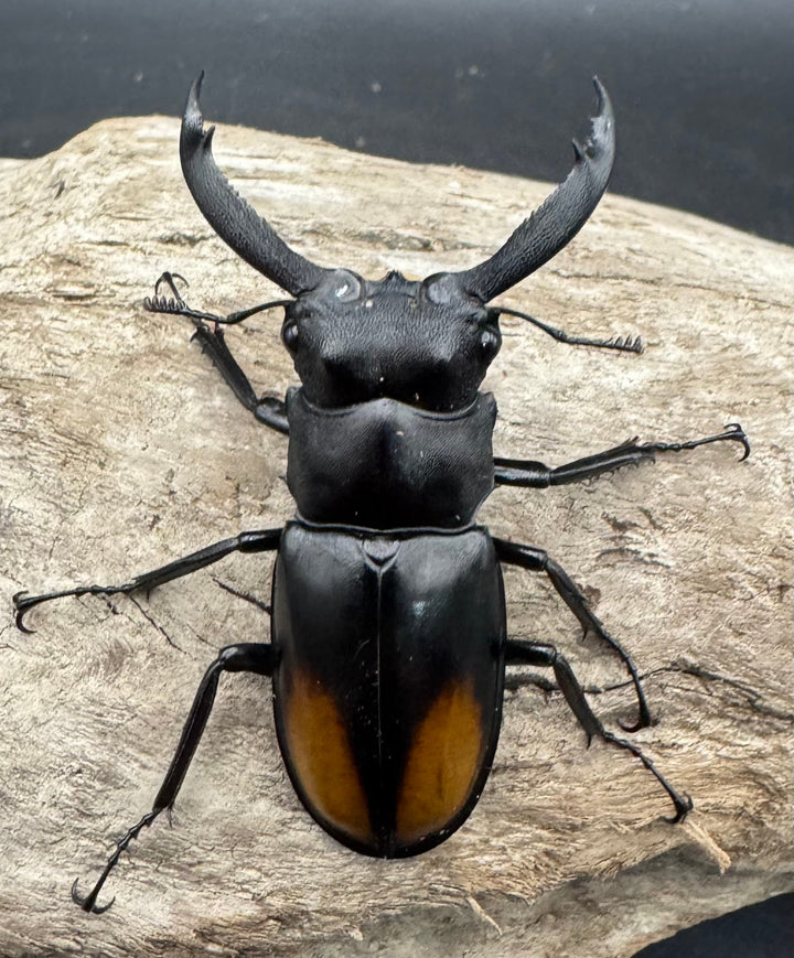 【WD】《セアカフタマタ（パリーフタマタ） 55mm ペア》