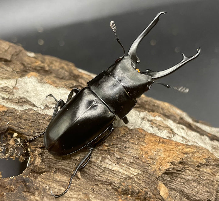 【WD】貴重種《ポレクトゥスノコギリクワガタ 47.5mmUP ペア B品》